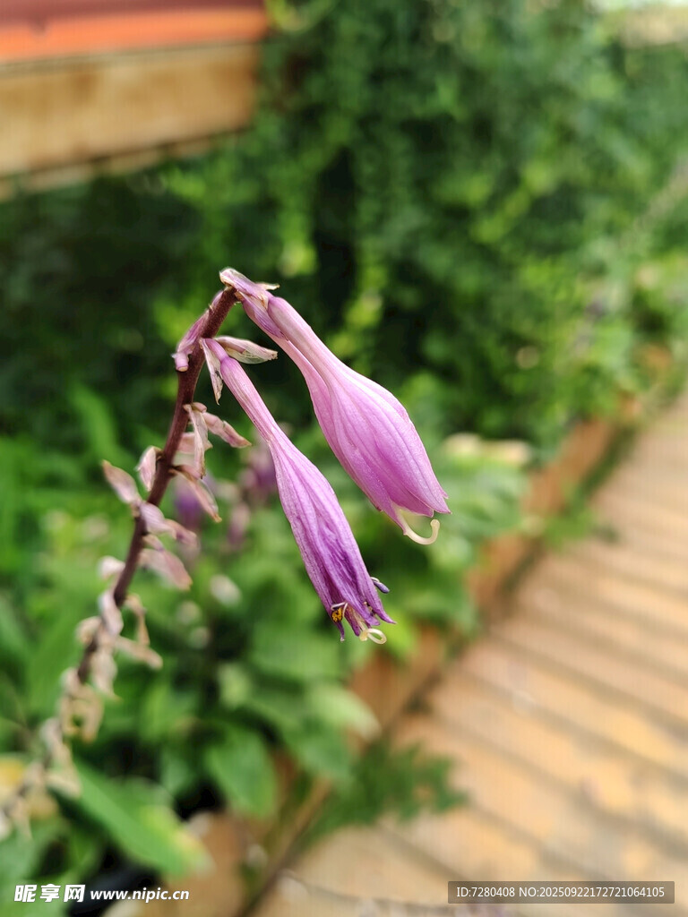 紫色垂吊花朵特写