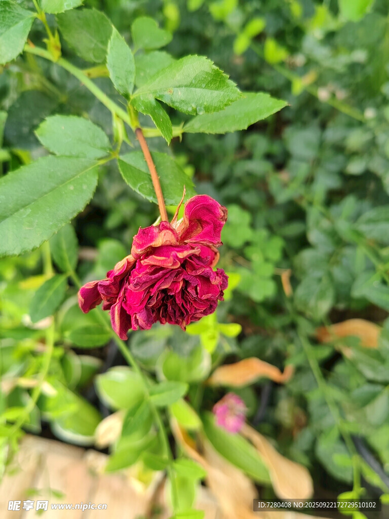 枯萎的红玫瑰在绿叶间