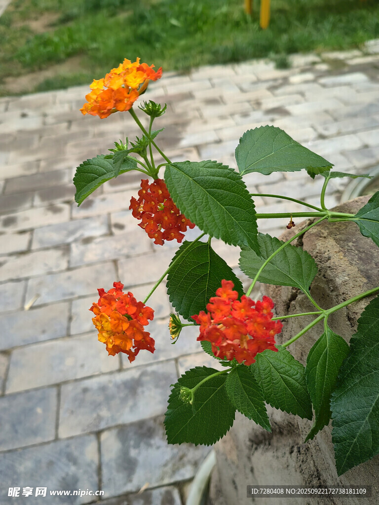 砖路旁的鲜艳橙红色花朵