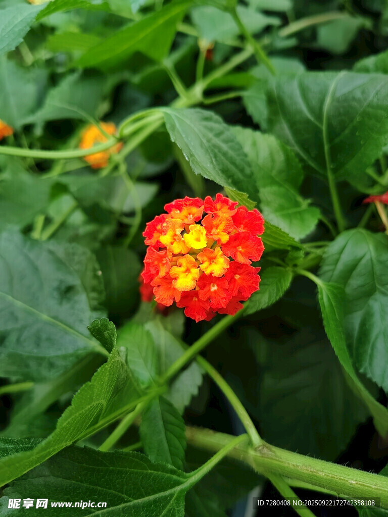鲜艳马缨丹花朵特写