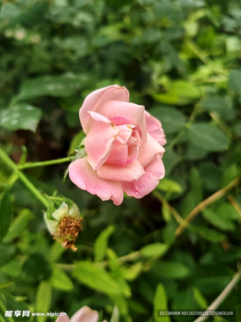 娇艳粉色蔷薇花