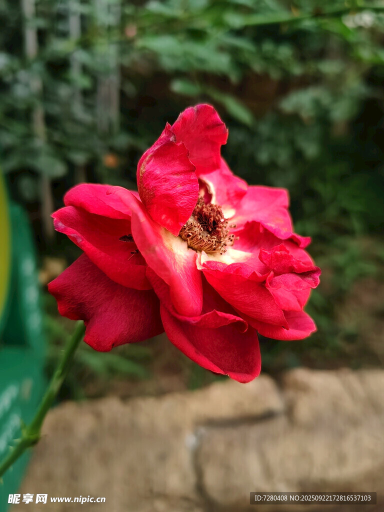 娇艳红玫瑰特写