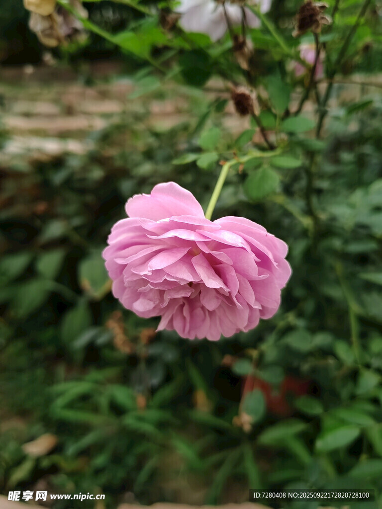 娇艳粉色蔷薇花绽放