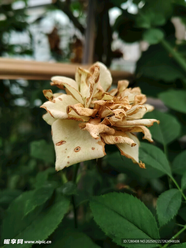 枯萎的花朵