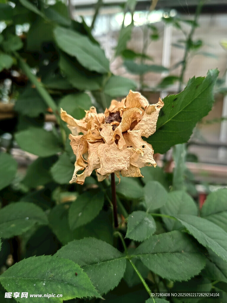 枯萎的花朵