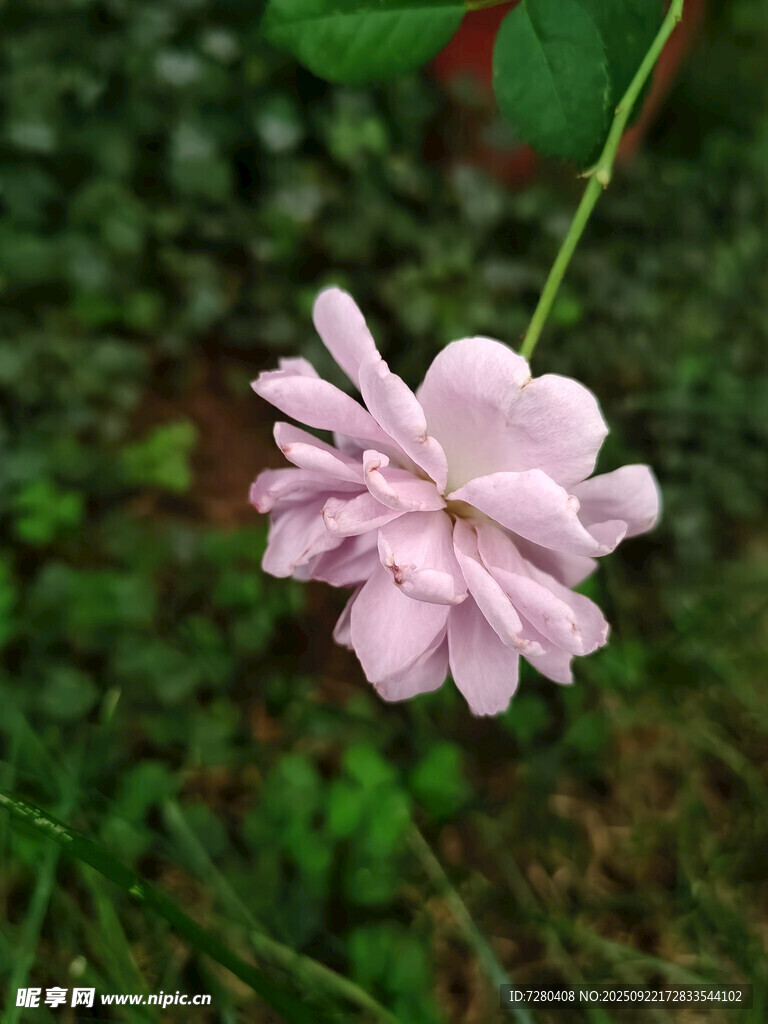 粉色单朵蔷薇绽放