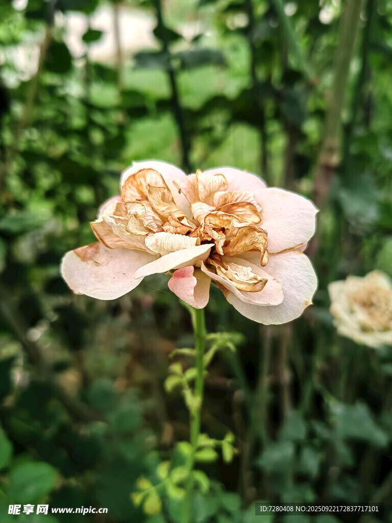 枯萎的粉色花朵