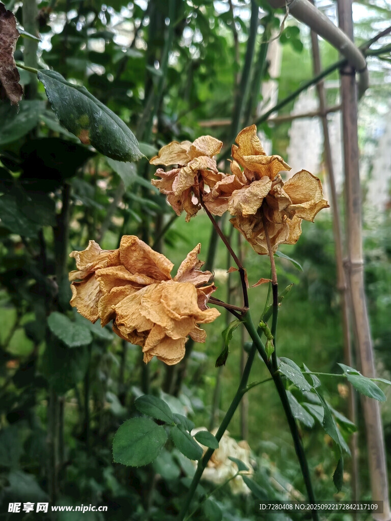 枯萎的月季花