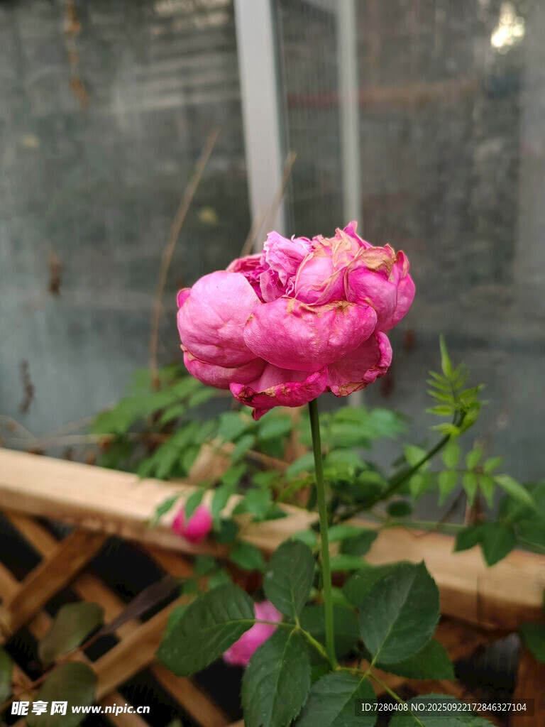 娇艳绽放的粉色月季花