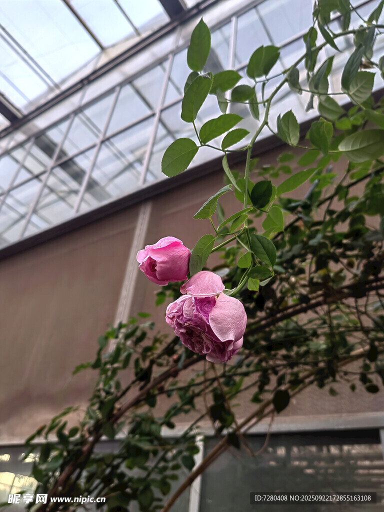 温室中的娇艳粉色花卉