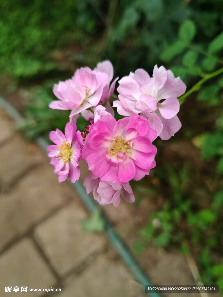 粉色娇艳蔷薇花绽放