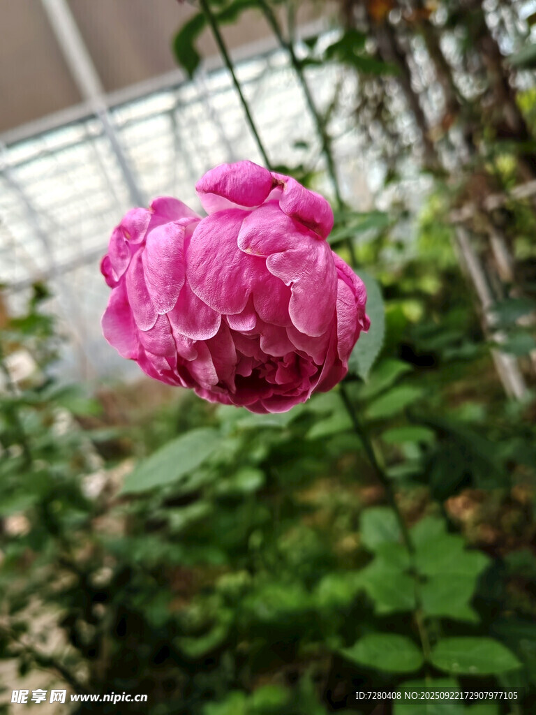 带水珠的娇艳粉色月季花