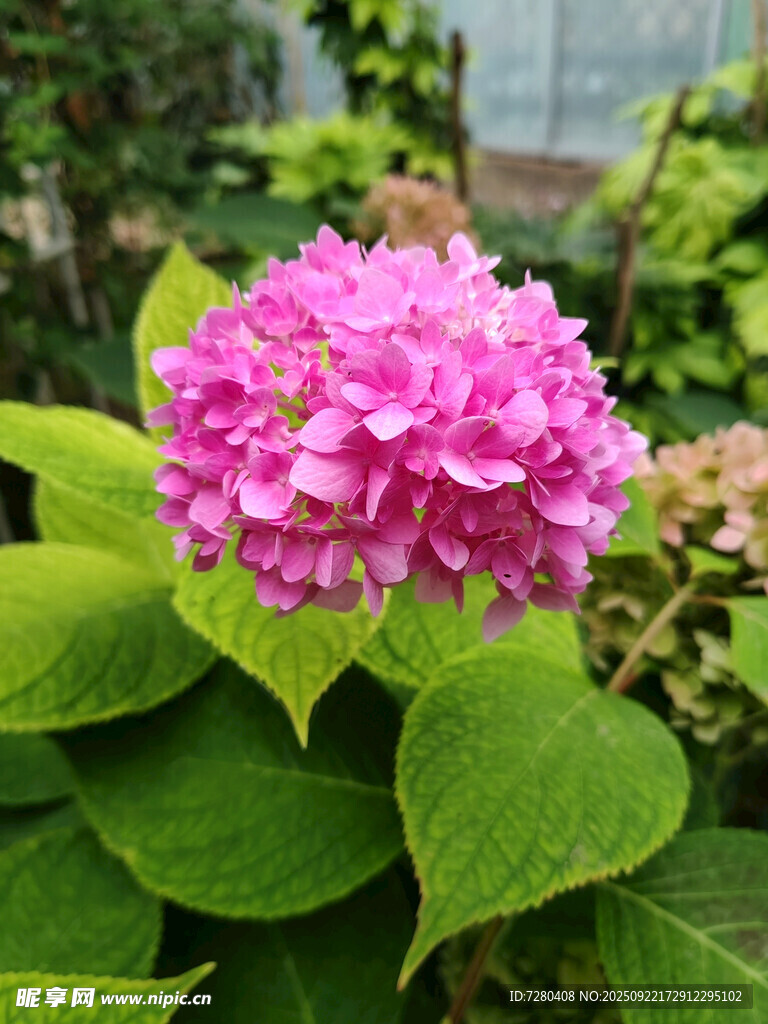 娇艳绣球花绽放