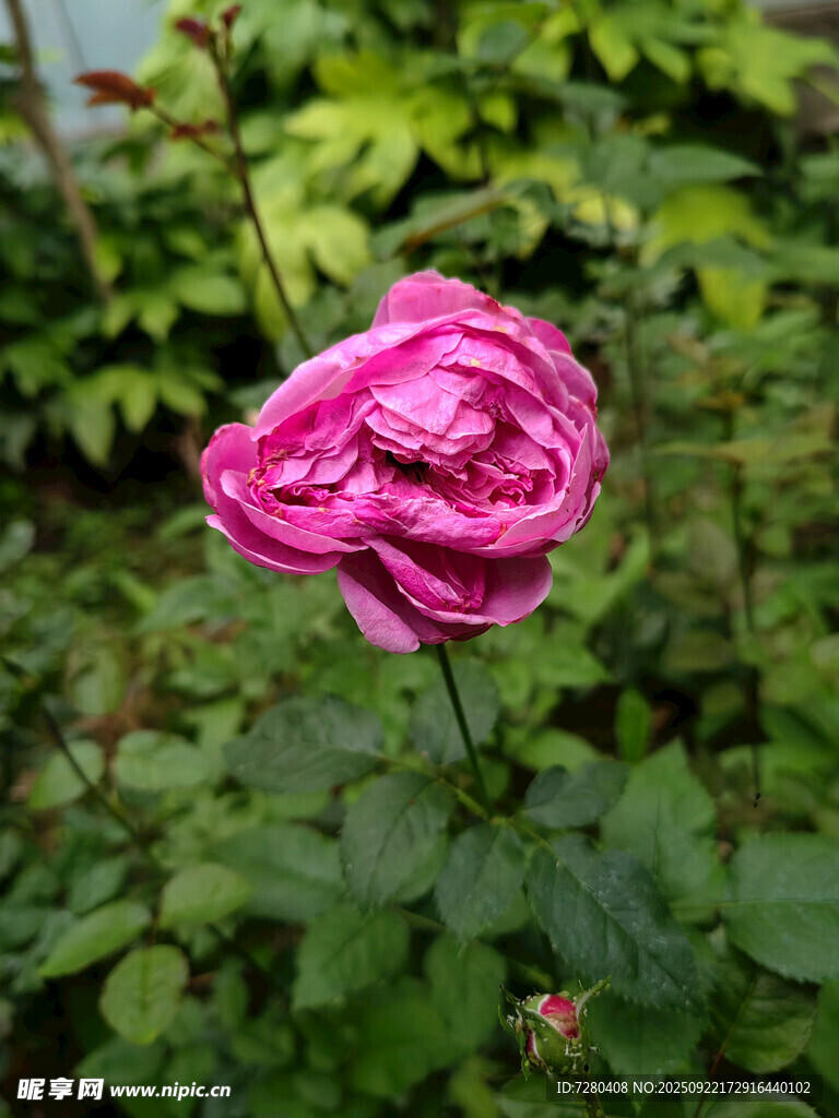 娇艳绽放的粉红色月季花