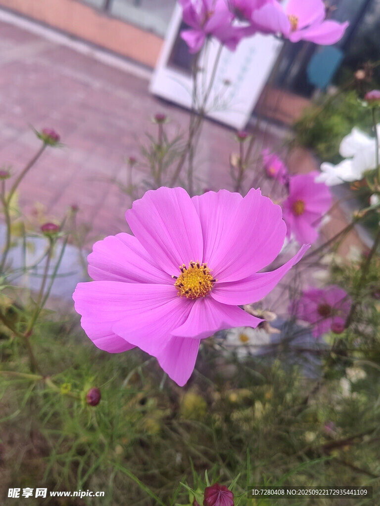 娇艳粉色格桑花绽放