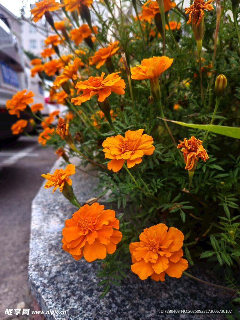 路边盛放的橙色万寿菊