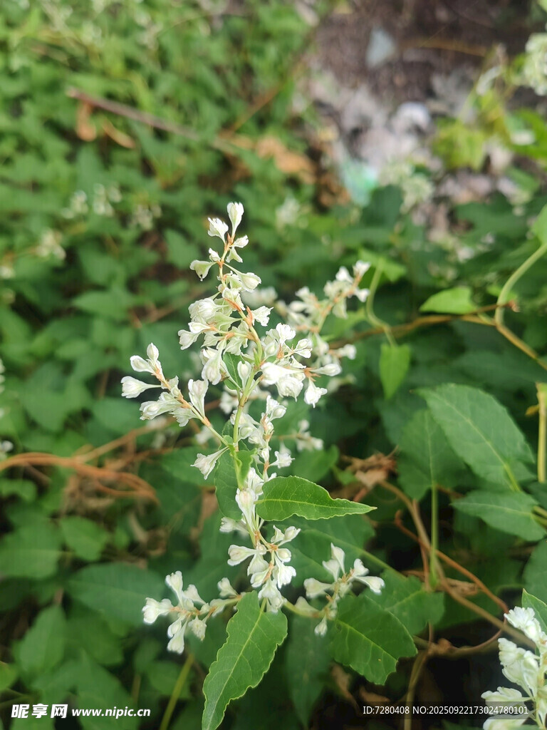 白色小花绽放于绿叶间