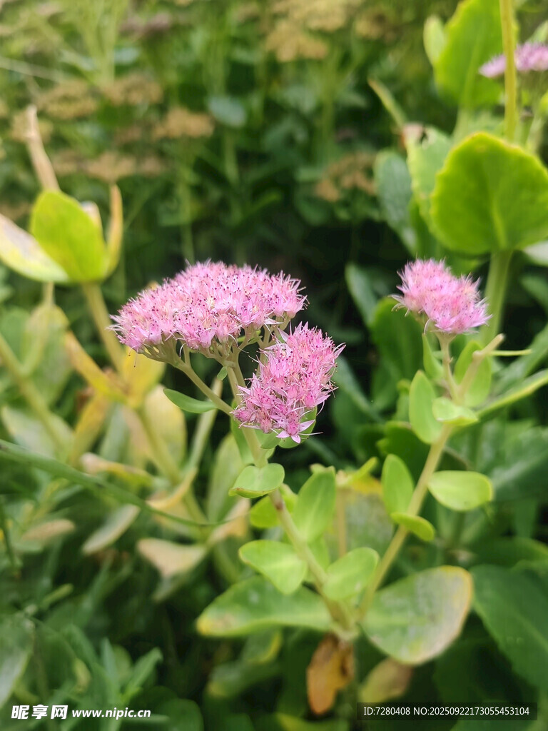 粉色花卉与绿叶的景致