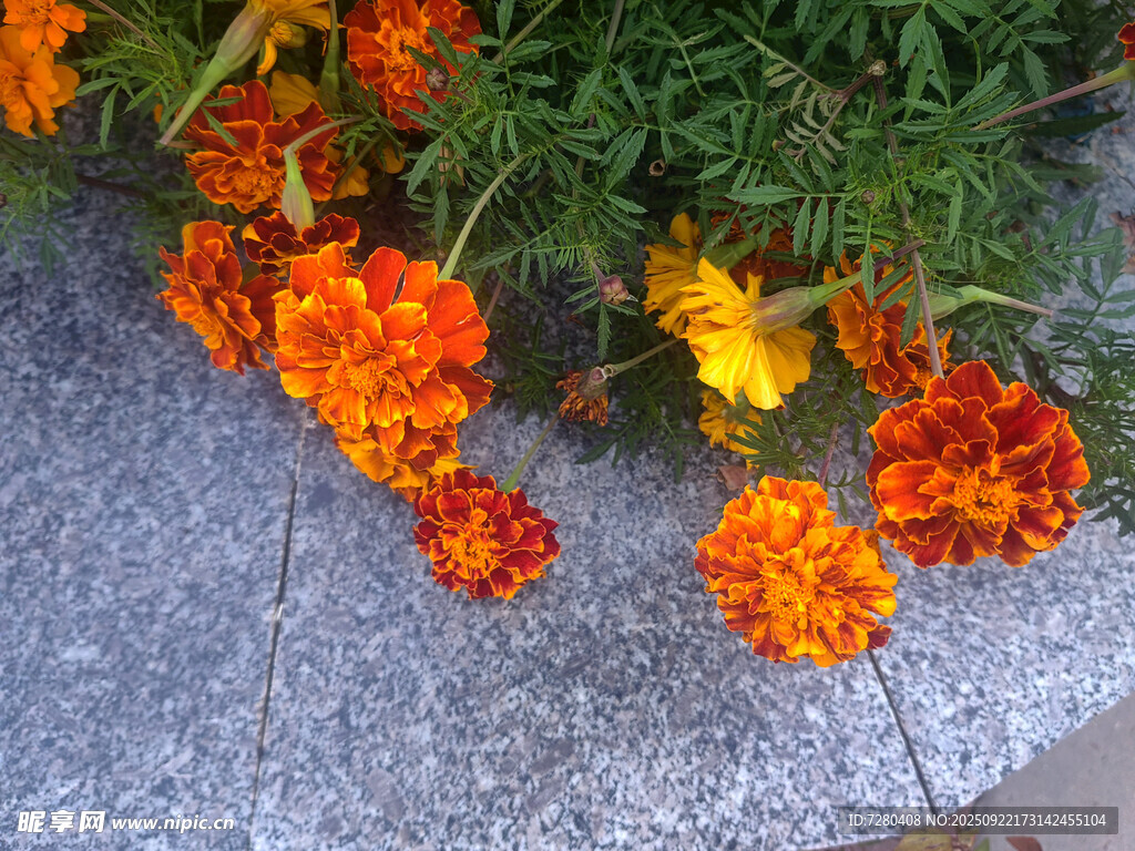 路边绽放的多彩万寿菊