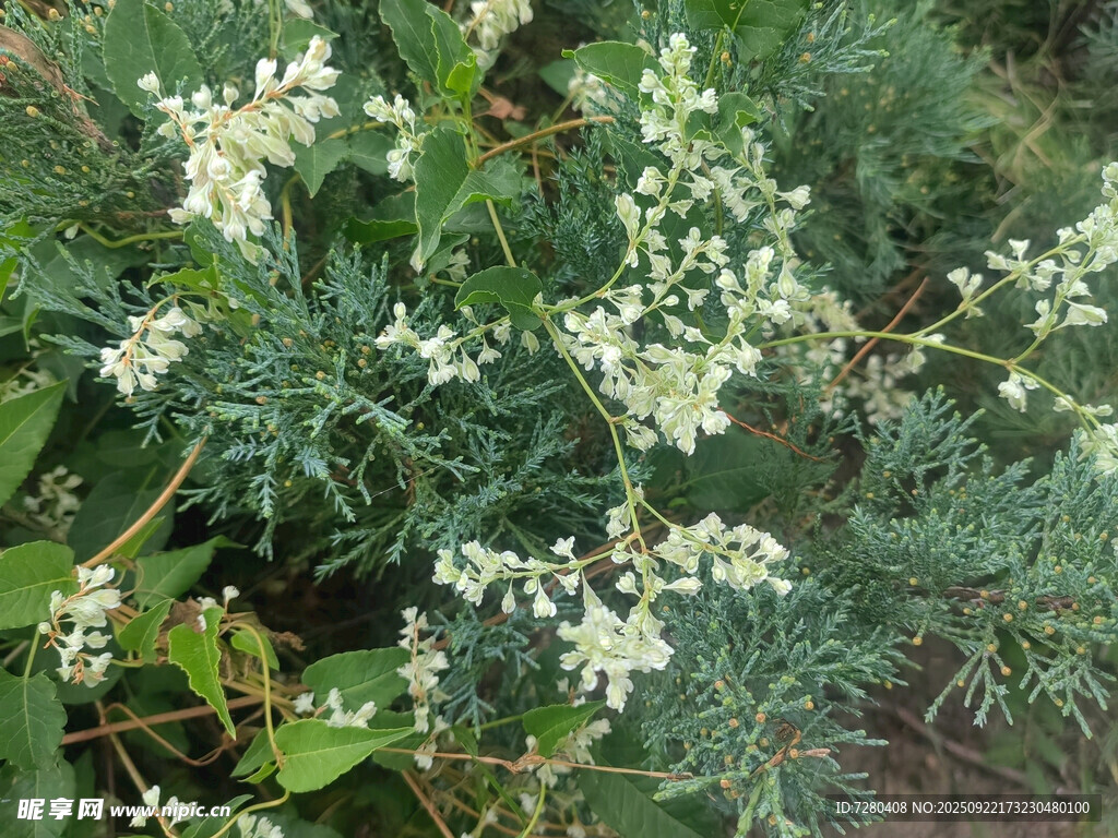 白色小花植物特写