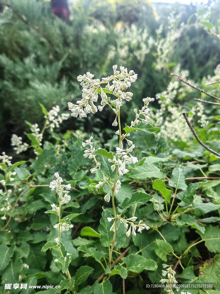 绿叶间的白色小花绽放