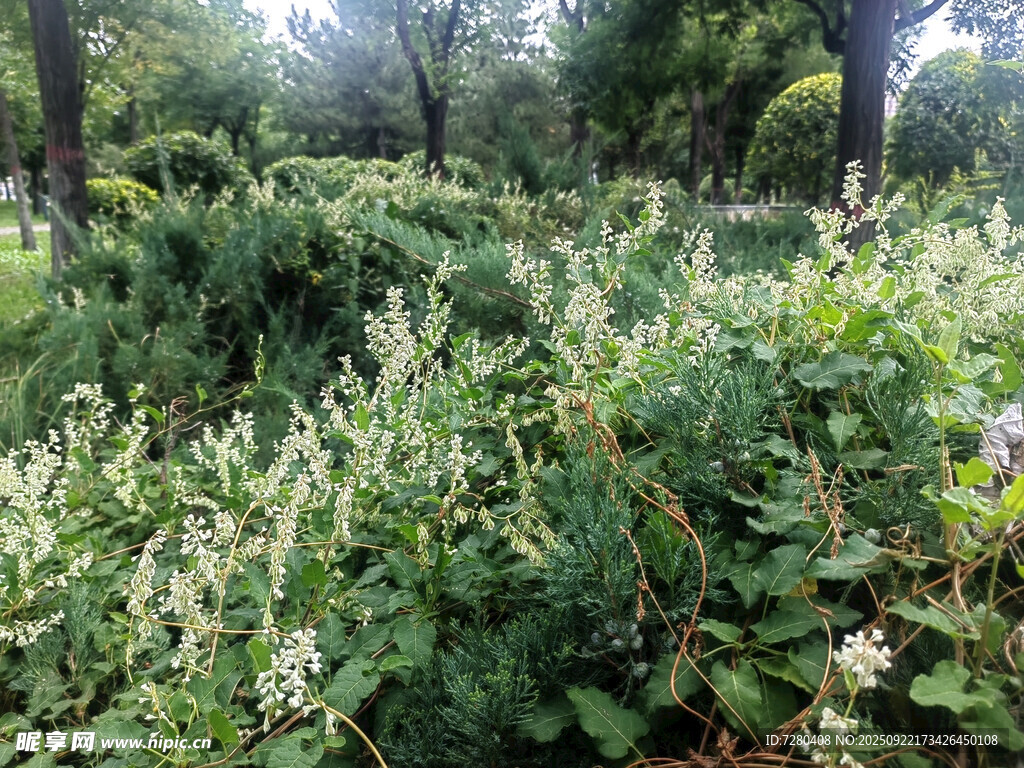 繁茂绿植的自然景致