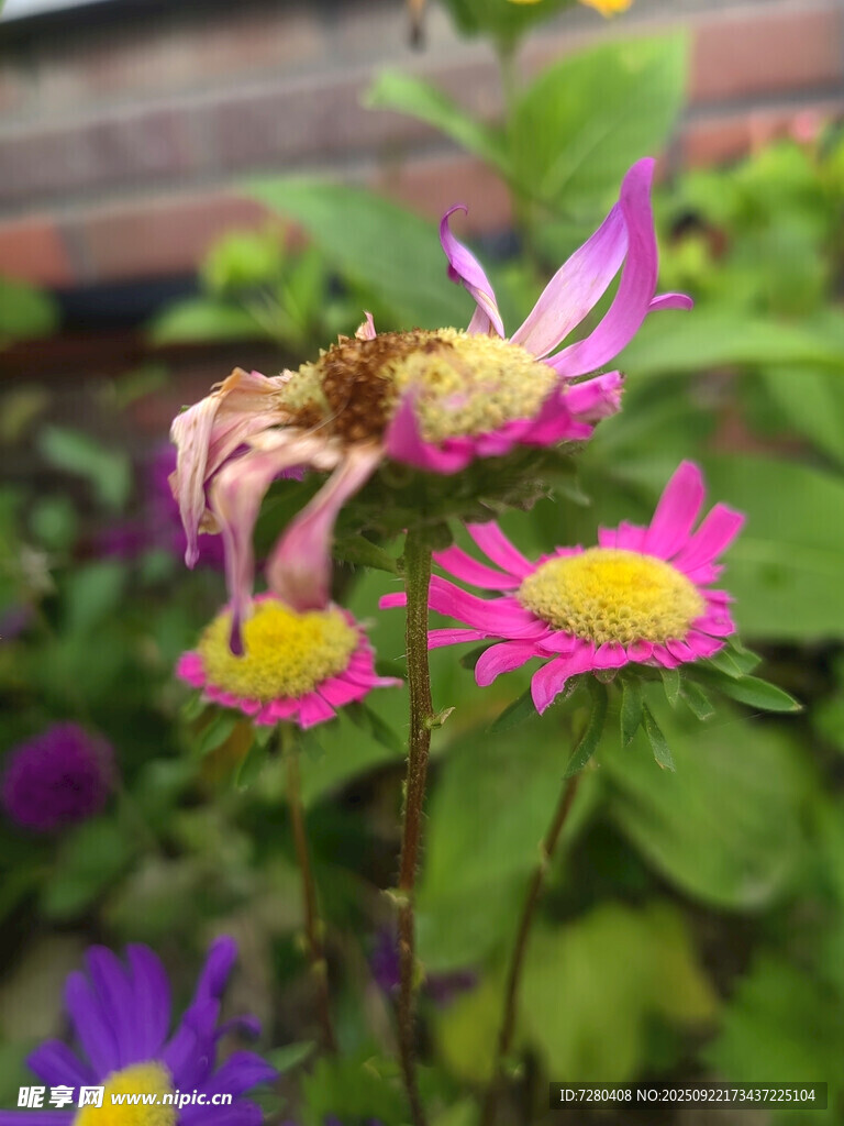 多彩花卉上的蜜蜂