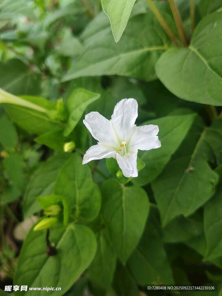 白色小花绽放于绿叶间