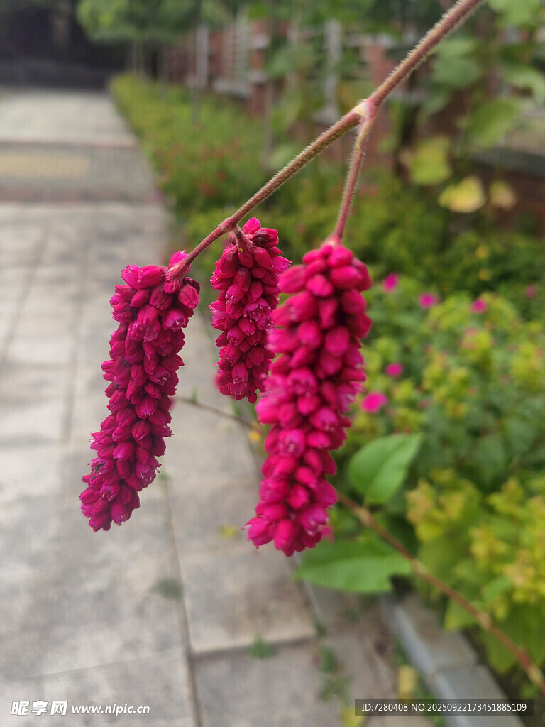 垂挂的紫红色穗状花朵