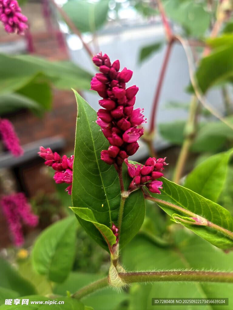 娇艳红蓼花
