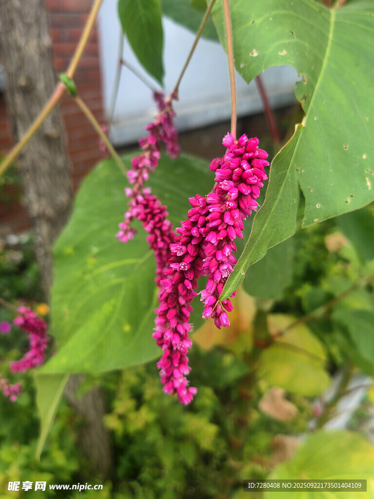 垂挂的紫红色穗状花朵