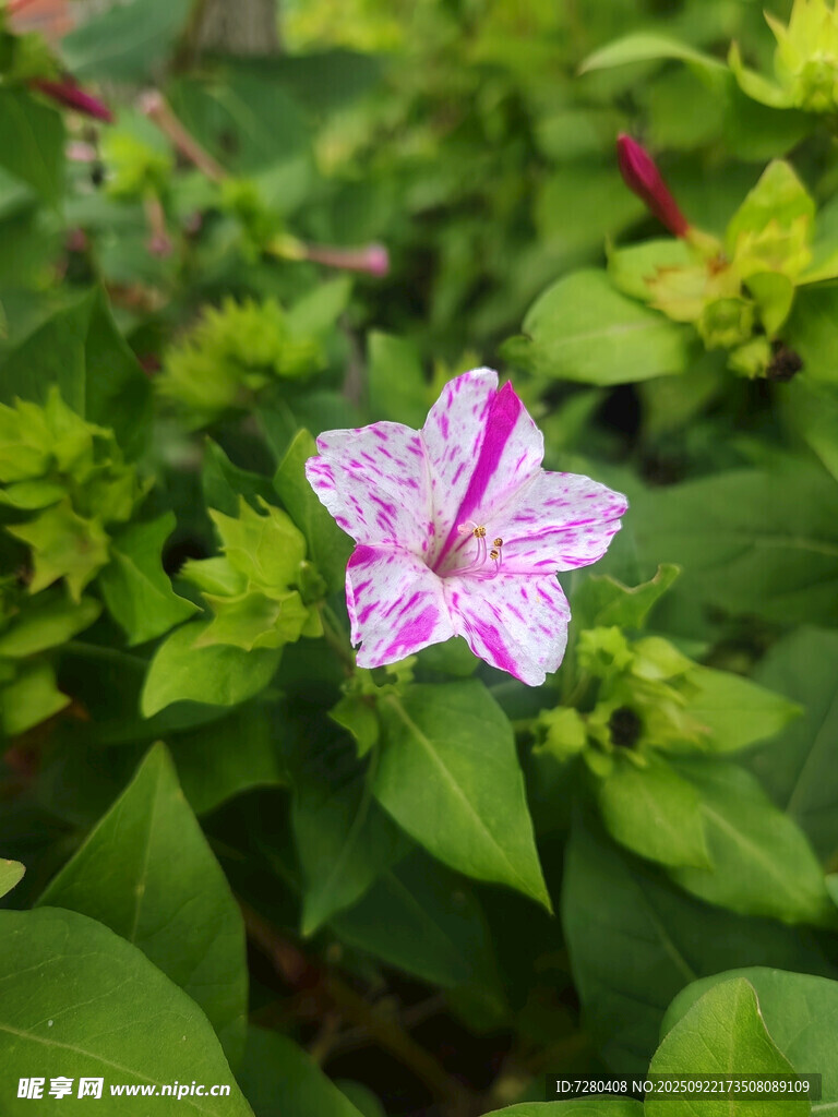 粉色斑纹花朵绽放绿叶间