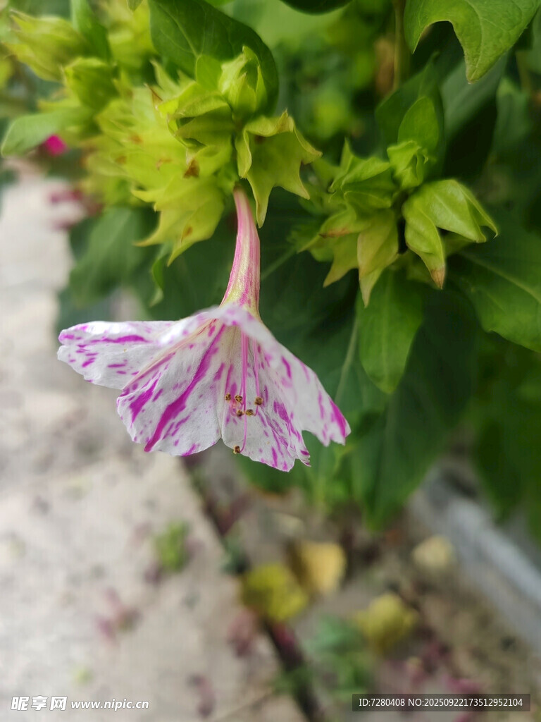 粉色条纹花朵特写