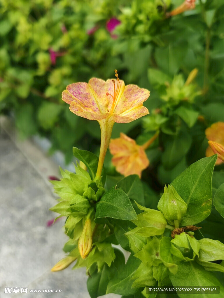 娇艳双色茉莉花