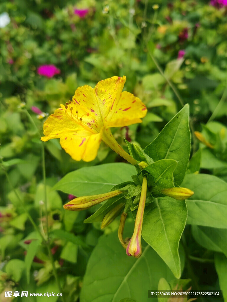 娇艳黄色花朵绽放绿叶间