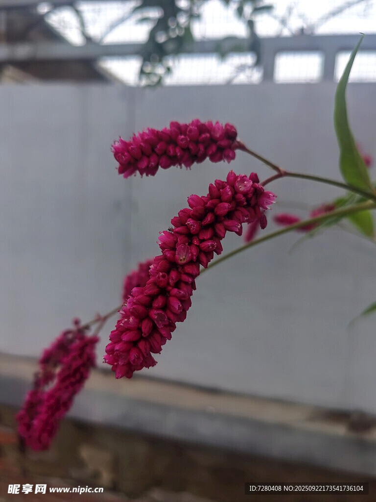 艳丽红穗状花植物特写