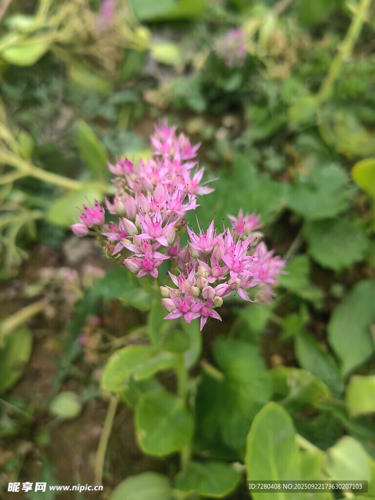 粉色小花绽放绿叶间