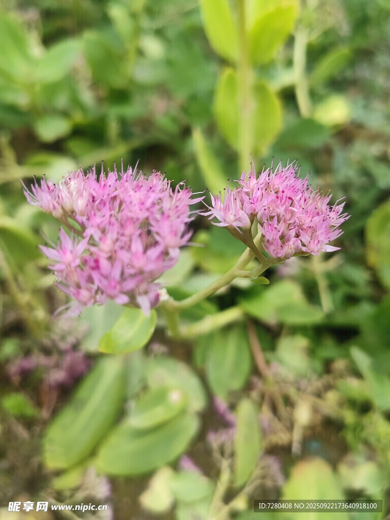 两朵紫色繁茂小花