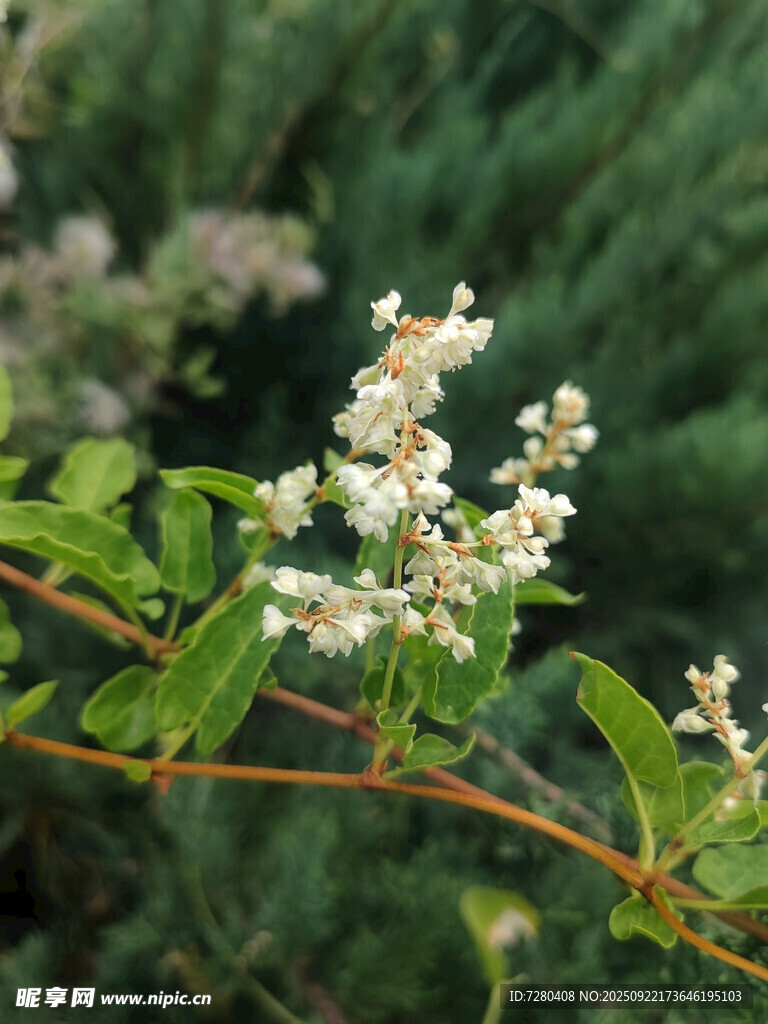 枝头绽放的白色小花
