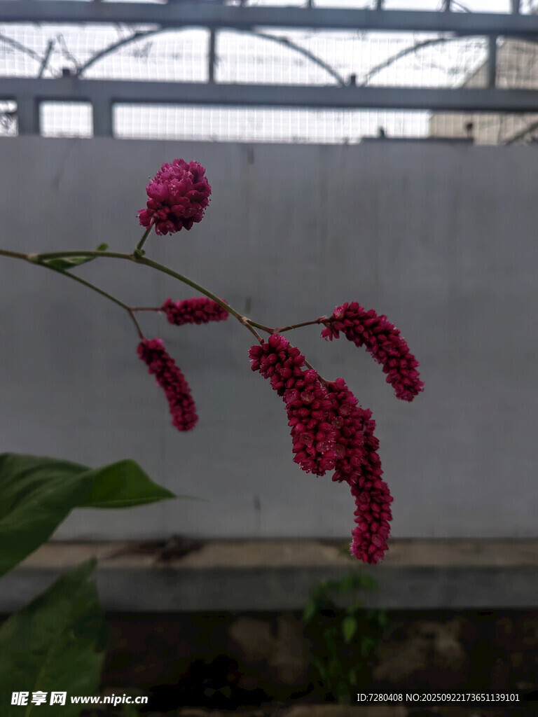 娇艳红穗花特写