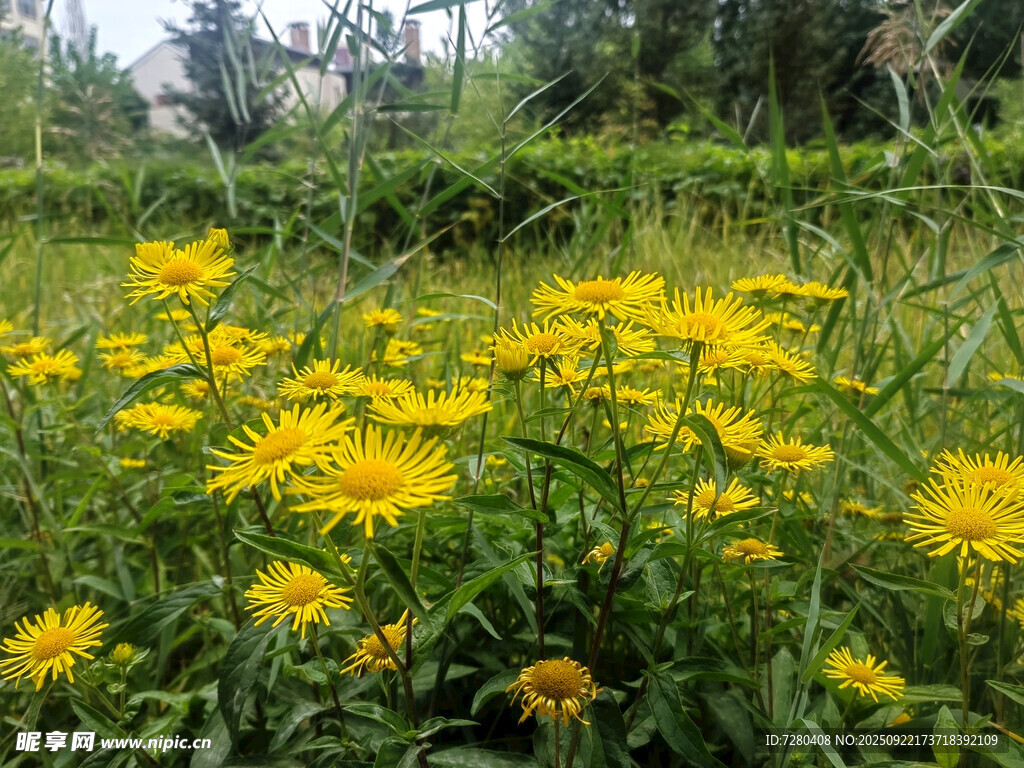 金黄灿烂的野外菊花盛放
