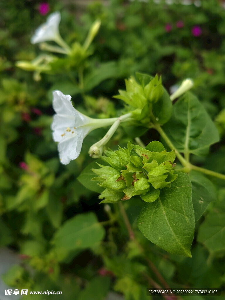 白色牵牛花绽放绿叶间