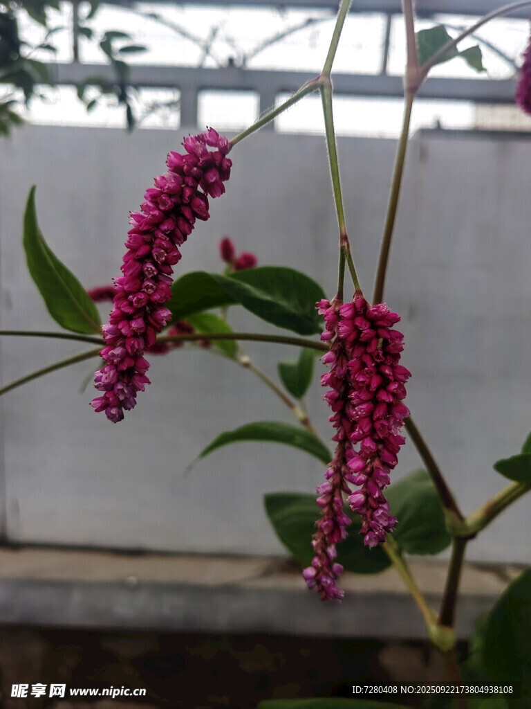 粉红蓼花绽放
