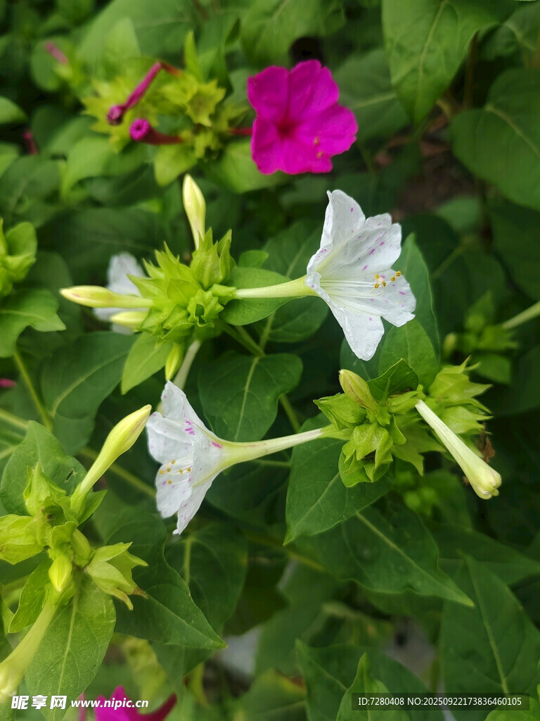 白色牵牛花与绿叶绽放