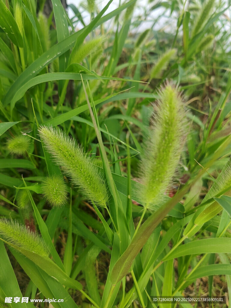 嫩绿狗尾草特写