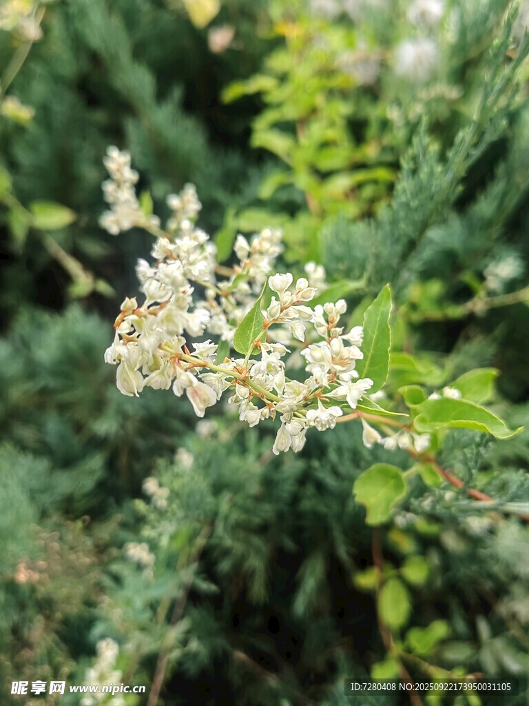 枝头绽放的白色小花