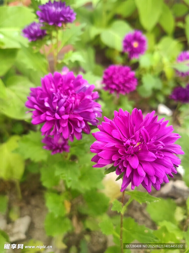 艳丽紫花绽放绿叶间