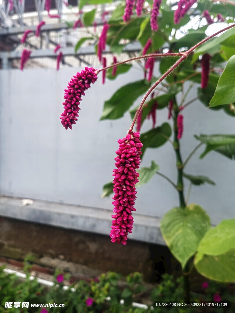 垂挂的艳丽红蓼花