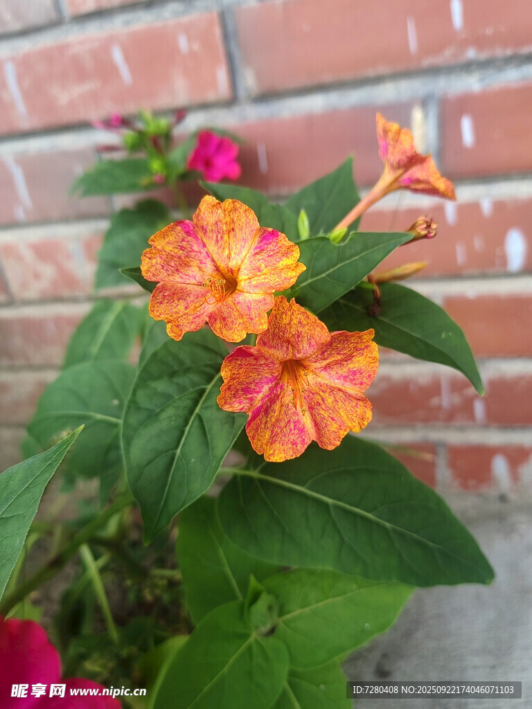 橙红色花朵绽放绿叶间