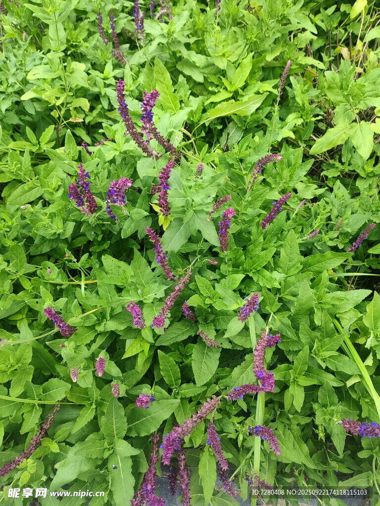 紫色花朵点缀绿色植物